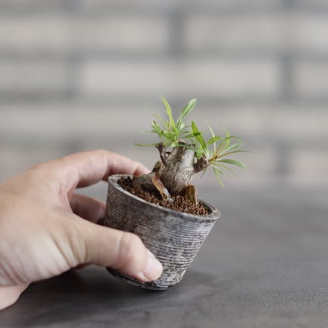 Fouquieria purpusii × takero pot (2号)  no.823-28