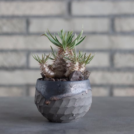 Pachypodium gracilius × N/OH (2.5号)  no.817-26