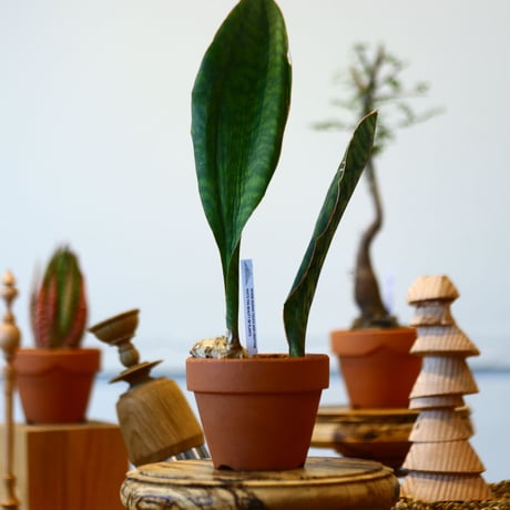 YAMABACHI  × Sansevieria masonia    no.91038