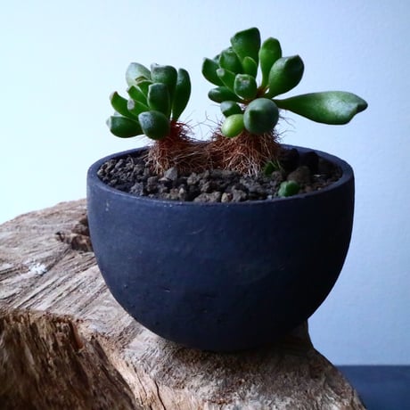 アドロミクス  ポエルニツィアヌス   神想曲  Adromischus poellnitzianus  No.018