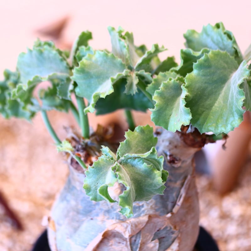 キフォステンマ マクロプス / Cyphostemma uter var. macropus キフォステンマ マクロプス / Cyphostemma uter var. macropus