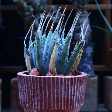 アガベ  ユタエンシス  エボリスピナ／Agave uthaensis var. eborispina     no.62025