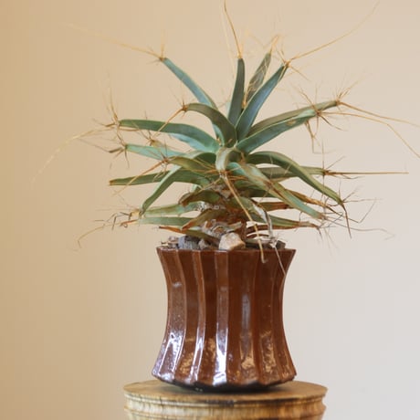 Leuchtenbergia principis × soso  no.126-13