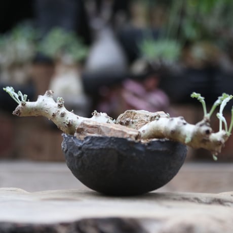 ペラルゴニム クリンガルドテンセ／Pelargonium Klinghardtense  no.103049