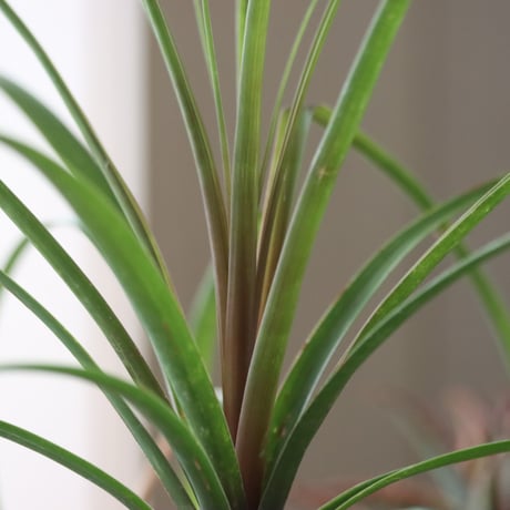 Beaucarnea recurvata × N/OH  no.51949
