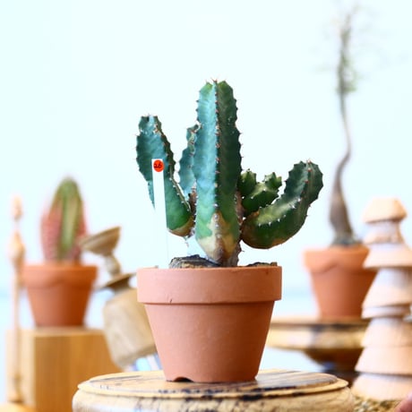 YAMABACHI × Euphorbia resinifera   no.91026