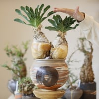 たけろうポット　シマ　テツ たけろうポット/ シマ / テツ no.216-21 | 芽の巣山