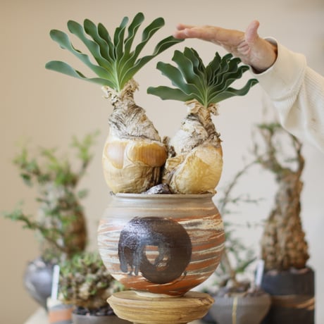 CATEGORY Caudex | 芽の巣山