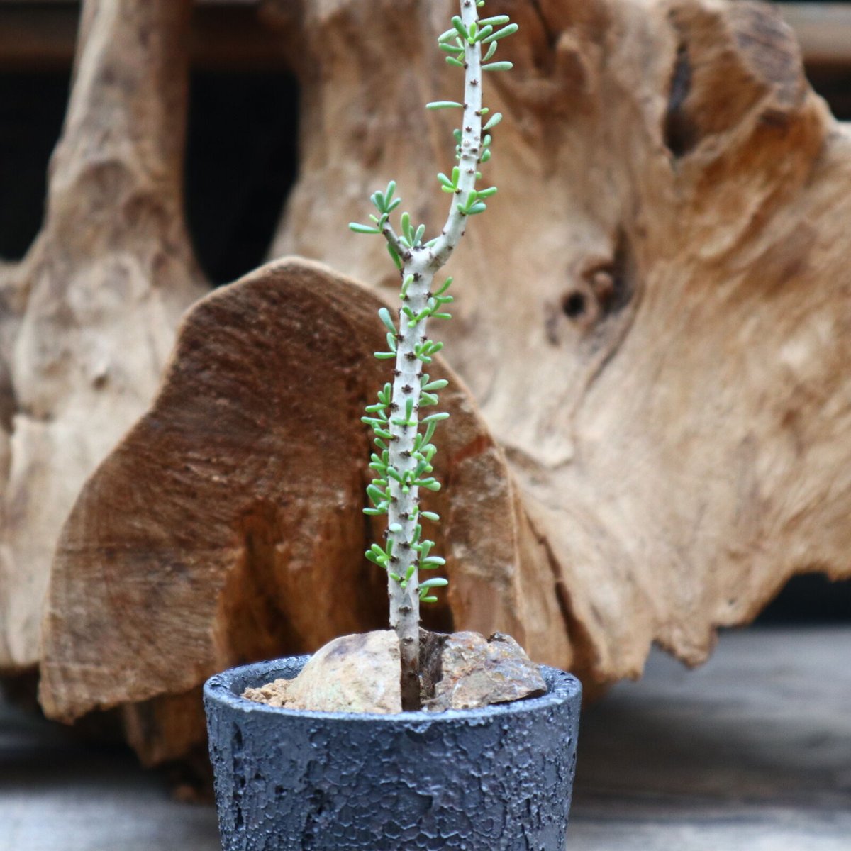 ケラリア ナマクエンシス / Ceraria namaquensis no.31258 |