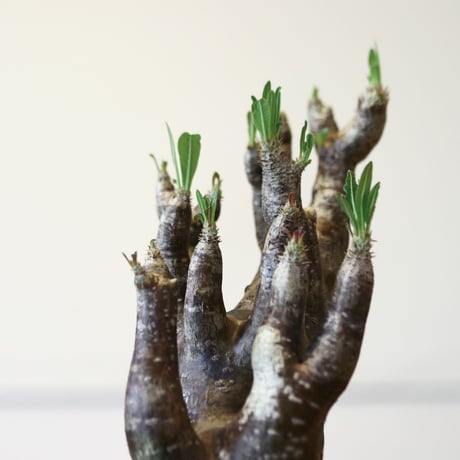パキポディウム イノピナツム / Pachypodium Inopinatum   no.52111