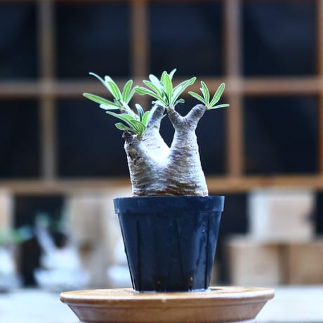 パキポディウム  グラキリス ／Pachypodium  gracilius     no.101733