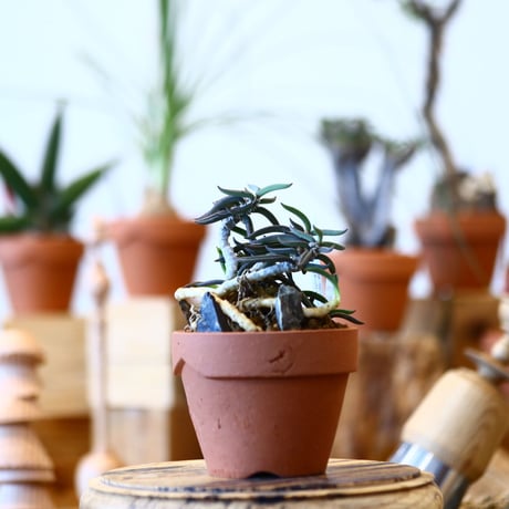 YAMABACHI × Euphorbia cylindrifolia   no.100124