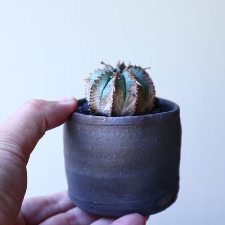 ユーフォルビア  バリダ  hyb   Euphorbia valida  hyb   no.60203