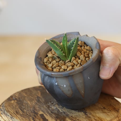 Agave titanota 白鯨錦 × N/OH  no.920-35