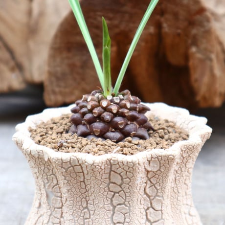 ユーフォルビア  鉄甲丸 / Euphorbia bupleurifolia   no.31265