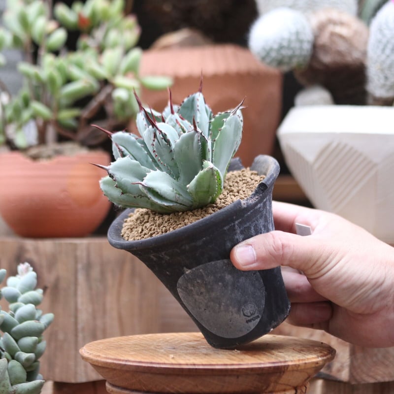 アガベ キュービック／Agave potatorum f.monstrosa 'cubic