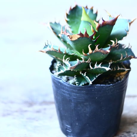 アガベ チタノタ レッドキャットウィールズ  Agave titanota"Red Catweezle”   no110836-2