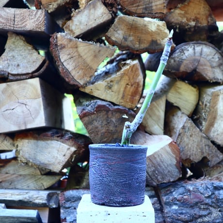 プセウドボンバックス エリプティクム／Pseudobombax ellipticum       no.50920