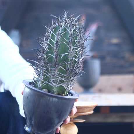 アストロフィツム  大鳳玉    Astrophytum capricorne v. crassispinum     no.22806