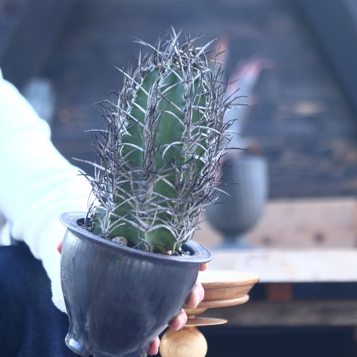 アストロフィツム 大鳳玉 Astrophytum capricorne v. cras