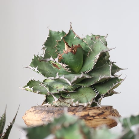 Agave titanota solareclipse / Style of Chika　no.42150
