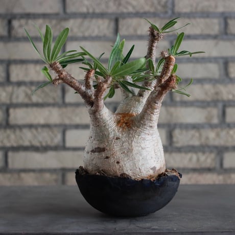 Pachypodium gracilius × takero pot (6.5号)  no.817-3