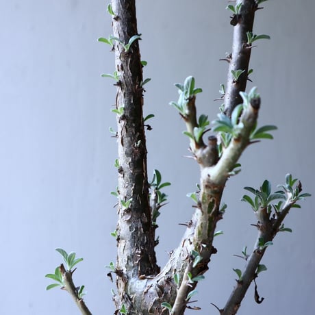 セサモタムナス ルガルディー  天狗のごますり  Sesamothamnus lugardii    no.61601