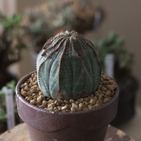 Euphorbia obesa  × YAMABACHI var. 六本芽  no.61608