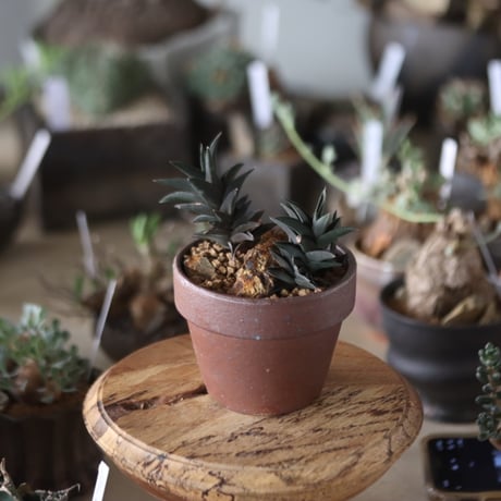 Haworthia tortuosa × YAMABACHI var. 六本芽   no.1201-36