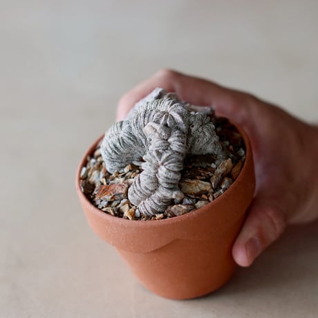 Astrophytum myriostigma f. crist. × YAMABACHI (3号)  no.104/28