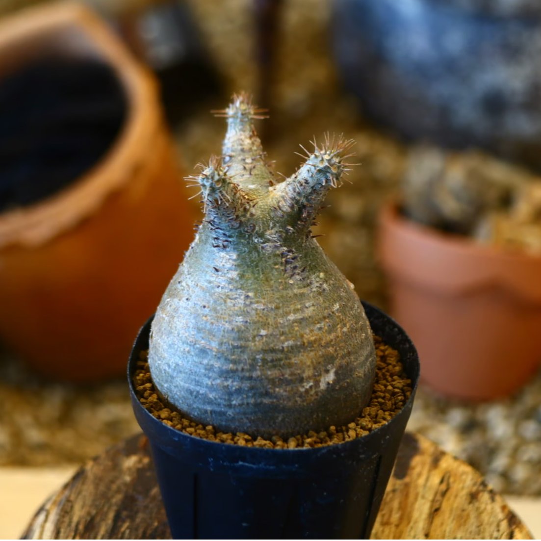 Pachypodium gracilius no.32442 | 芽の巣山