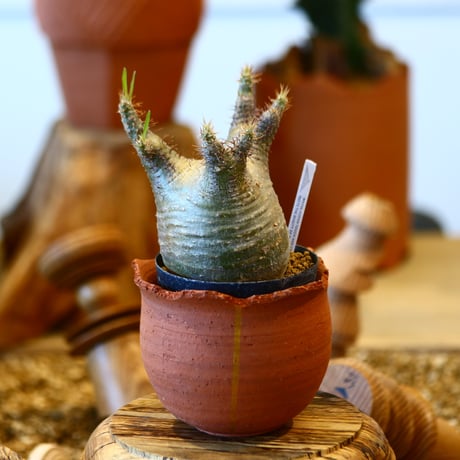 CATEGORY madagascar hiking | 芽の巣山