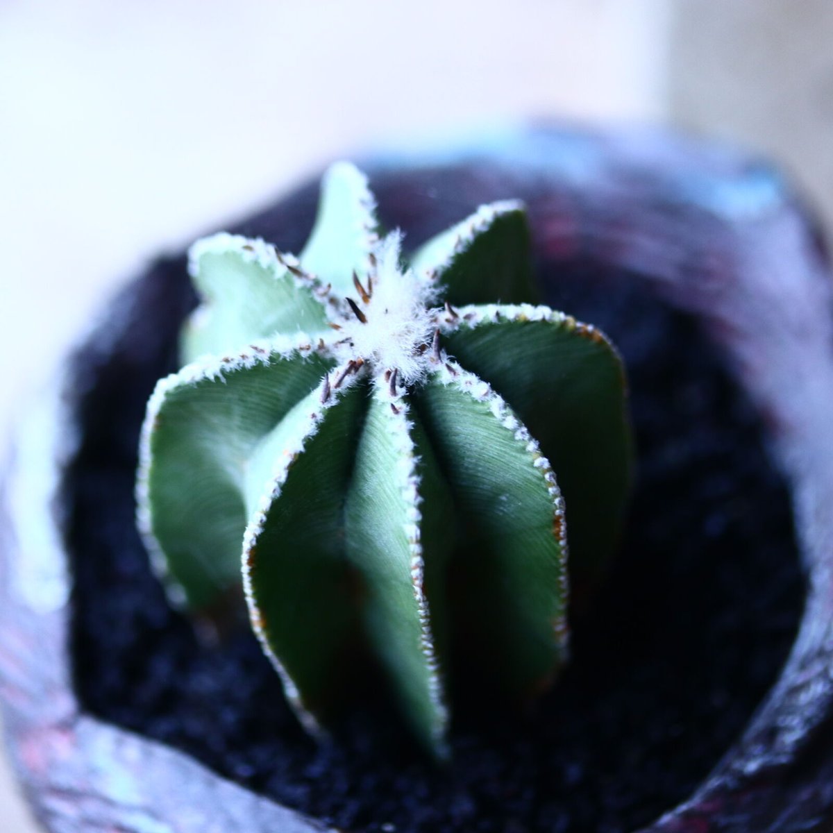 アズテキウム ヒントニー 自根 Aztekium hintonii no.92755