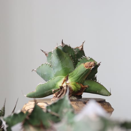 Agave titanota solareclipse / Style of Chika　no.42143