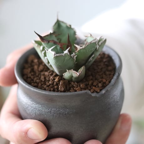 Agave titanota"FO-076"× N/OH 　no.51213