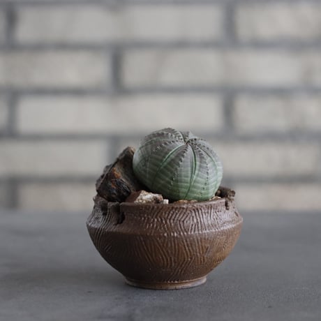 Euphorbia obesa  × takero pot (3号)  no.607/10