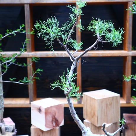 コミフォラ  クラウセリアナ／Commiphora  kraeuseliana   no.62650