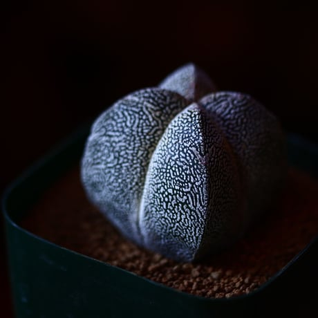 アストロフィツム  恩塚ランポー玉   実生    Astrophytum myriostigma cv.　no.111567③