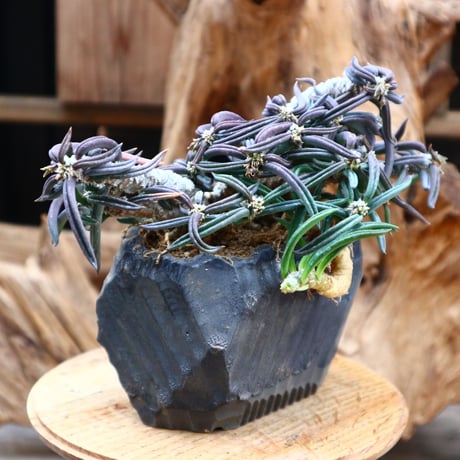 ユーフォルビア キリンドフォリア / Euphorbia cylindrifolia   no.31244