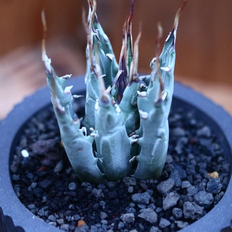 アガベ  ユタエンシス  エボリスピナ／Agave uthaensis var. eborispina     no.112149