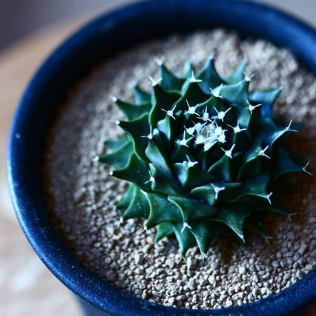 オブレゴニア  デネグリイ  帝冠   実生   Obregonia denegrii　no.111569