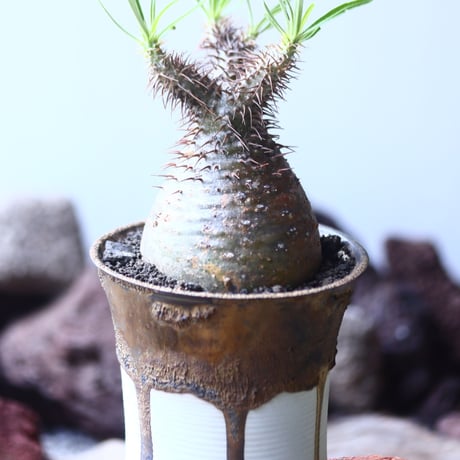 パキポディウム グラキリス   Pachypodium rosulatum var. gracilius no.53108