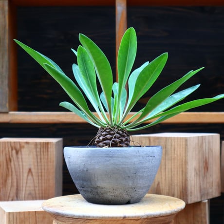 ユーフォルビア  鉄甲丸／Euphorbia bupleurifolia   no.61917