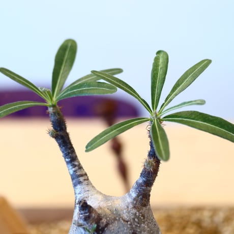 N/OH × Pachypodium  gracilius    no.61835