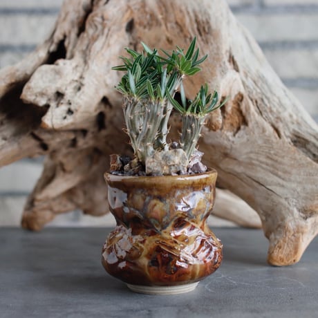 Pachypodium gracilius 綴化 × P＆A (2.5号)  no.622-21