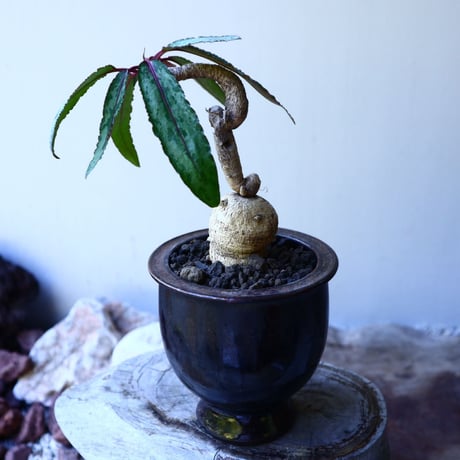 ユーフォルビア アンボンベンセ   Euphorbia sp.  Ambonbense  no.52616