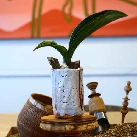 Sansevieria masonia  × Kairagi　  no.111245