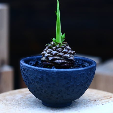ユーフォルビア  鉄甲丸／Euphorbia bupleurifolia   no.10974