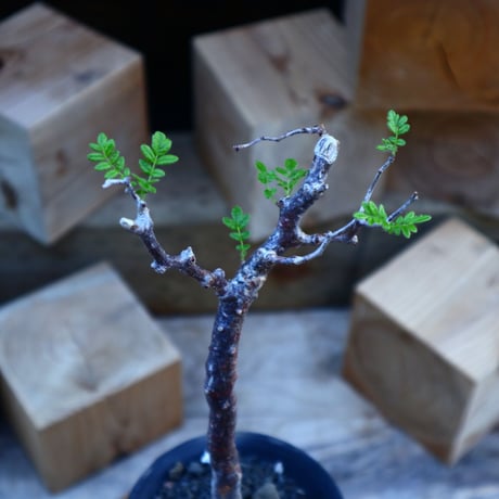 コミフォラ モンストローサ／Commiphora monstrosa   no.80828
