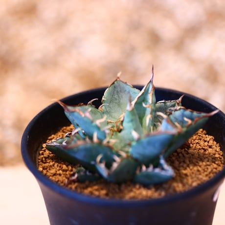 アガベ チタノタ フィリグリー / Agave titanota "Filigree crested   no. 51434